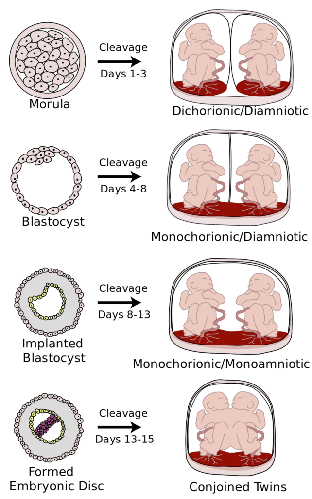 Stages Of Twin Pregnancy Week By Week